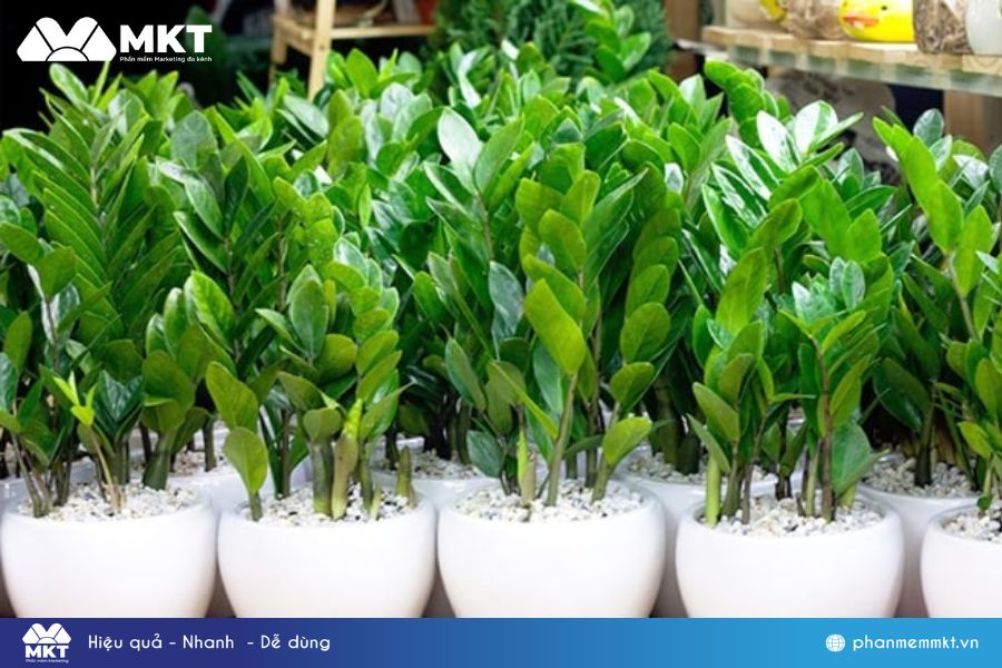 Startup kinh doanh cây cảnh
